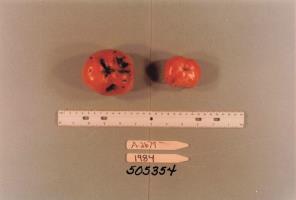 Click for 1 image(s) for this accession. FRUIT
